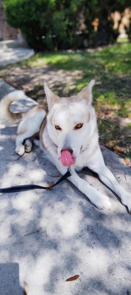 Enlarge Bennett, a Adoptable Husky image 2/6