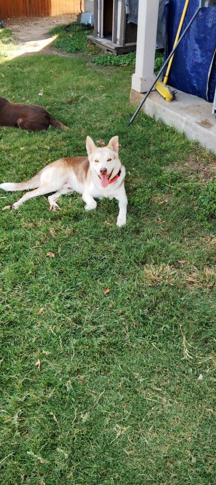 Enlarge Bennett, a Adoptable Husky image 3/6