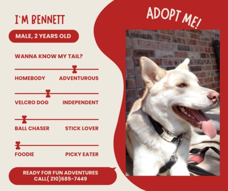 Enlarge Bennett, a Adoptable Husky image 4/6
