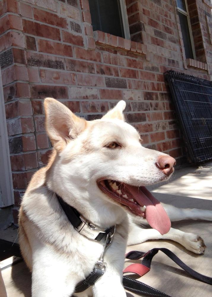 Enlarge Bennett, a Adoptable Husky image 5/6