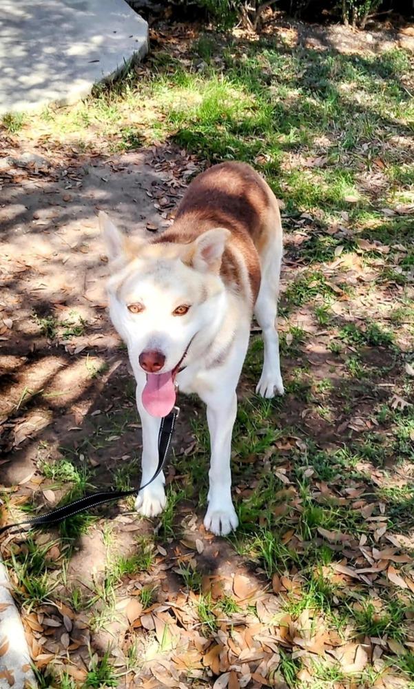 Enlarge Bennett, a Adoptable Husky image 6/6