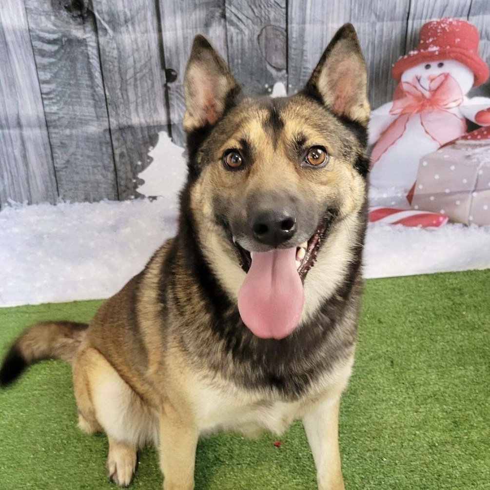 Elliot Reid, ADOPTABLE, Adult Female Shepherd.