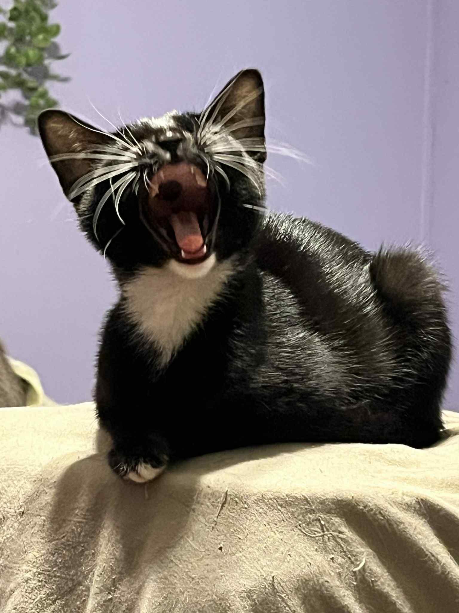 Charlotte Pea, a Adoptable American Shorthair image 1/4