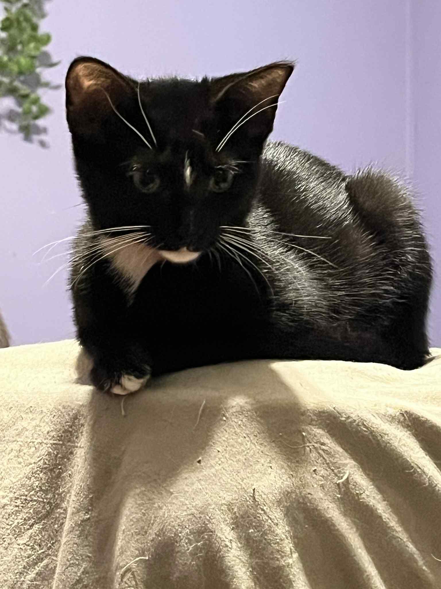 Charlotte Pea, a Adoptable American Shorthair image 2/4