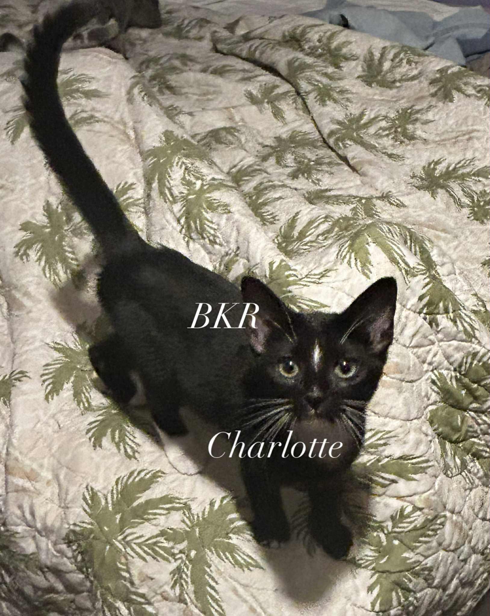 Charlotte Pea