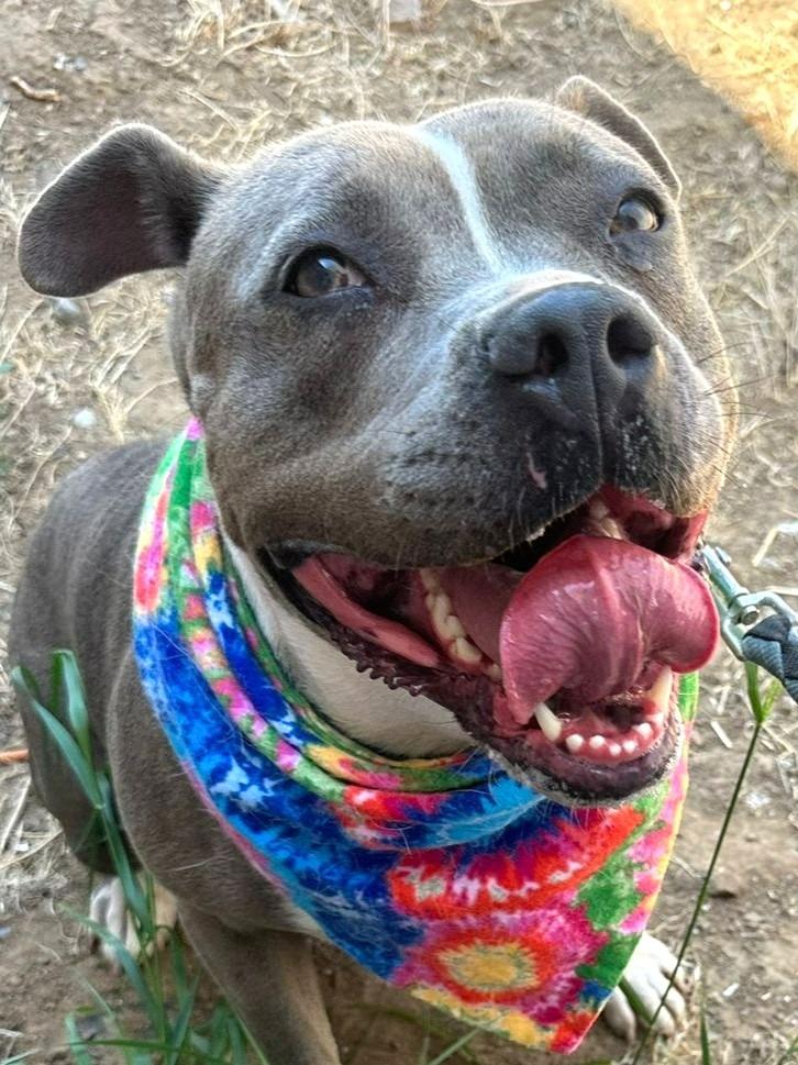 Valentina (CP) - Adopt Me!, Adoptable, Adult Female American Staffordshire Terrier.