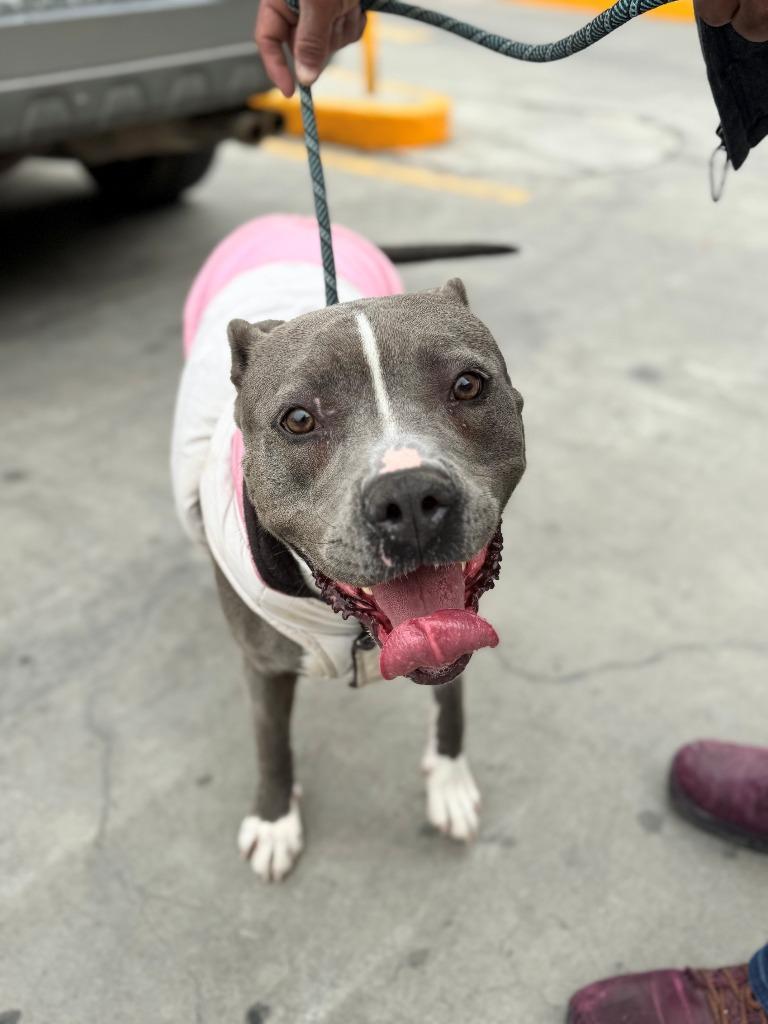 Valentina (CP) - Adopt Me!, Adoptable, Adult Female American Staffordshire Terrier.