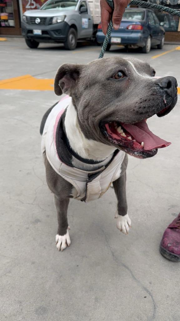 Enlarge Valentina  (CP) - Adopt Me!, a Adoptable mixed breed in Lake Forest, CA image 6/6