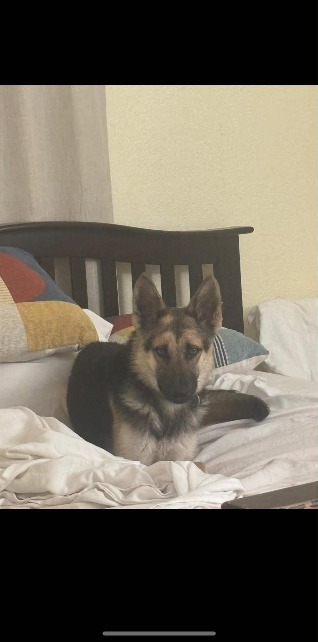 Rayna 3164, Adopted, Young Female German Shepherd Dog.