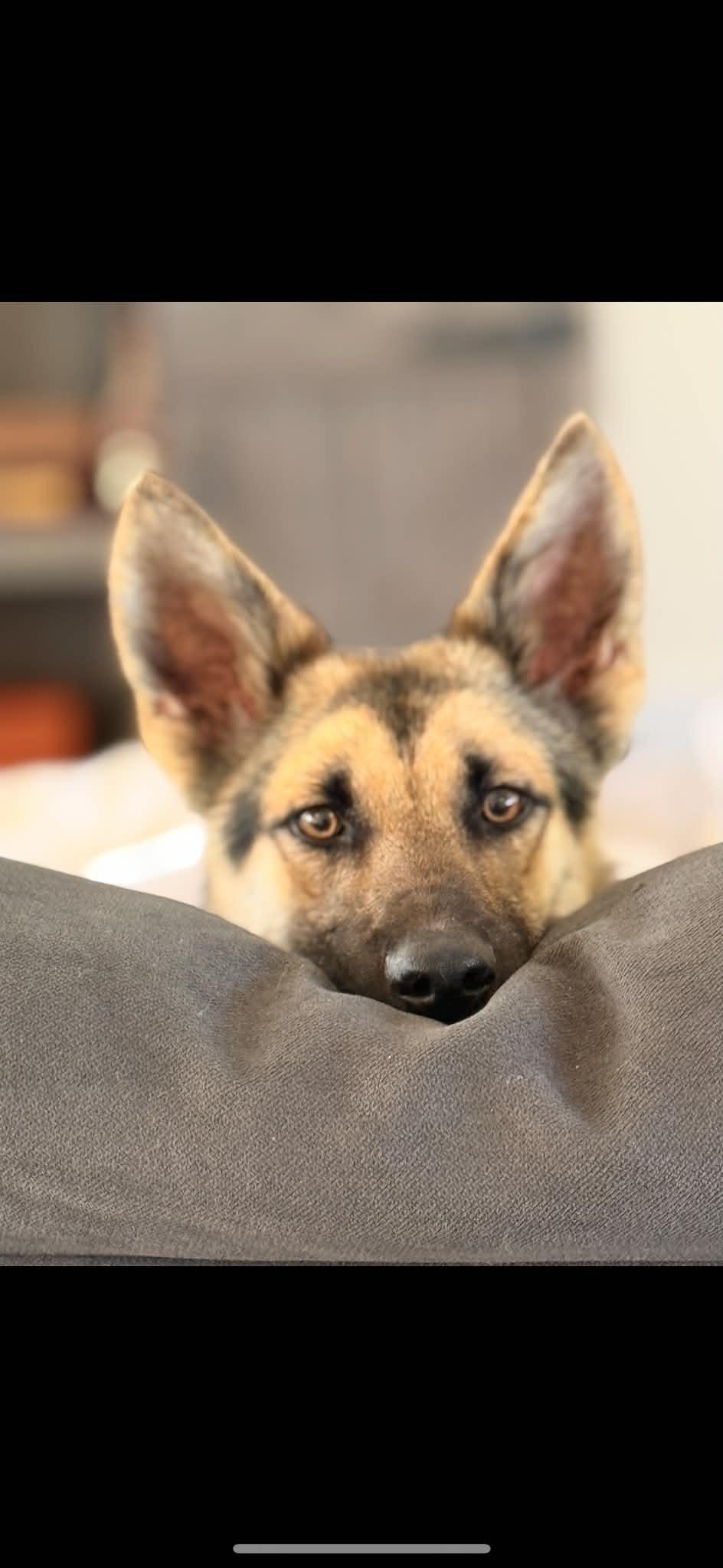 Rayna 3164, a Adopted German Shepherd Dog in Pompano Beach, FL image 2/3