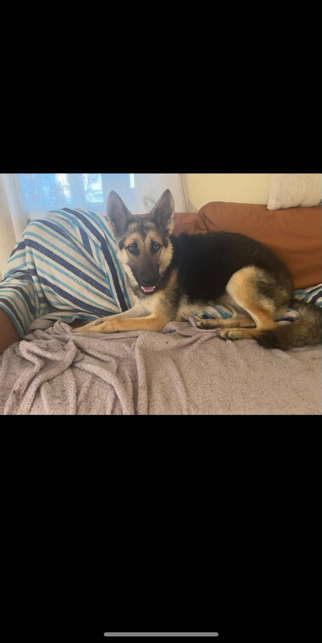 Rayna 3164, a Adopted German Shepherd Dog in Pompano Beach, FL image 3/3