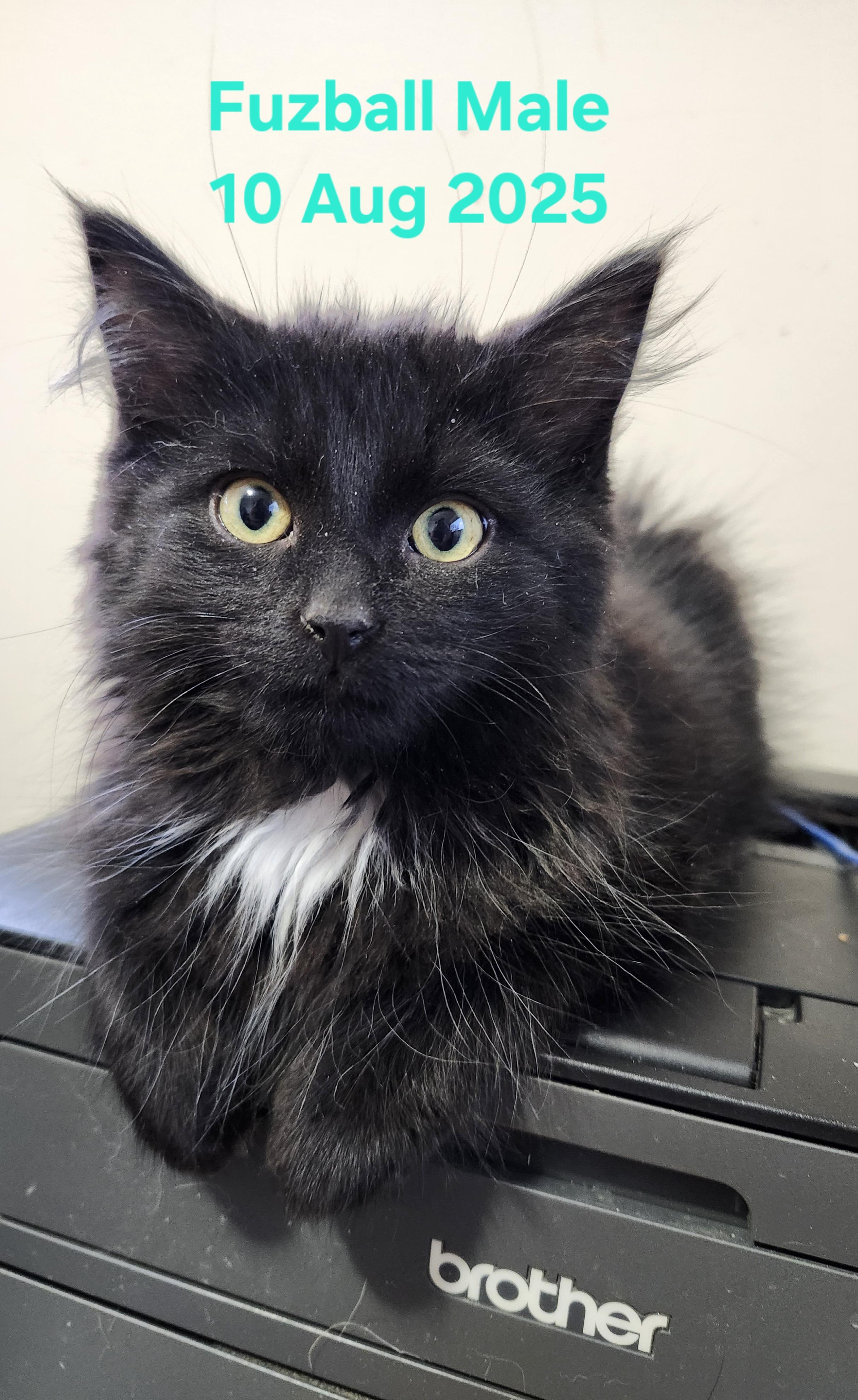 Enlarge Fuzball, a Adoptable Domestic Medium Hair in Bristol, QC image 1/1