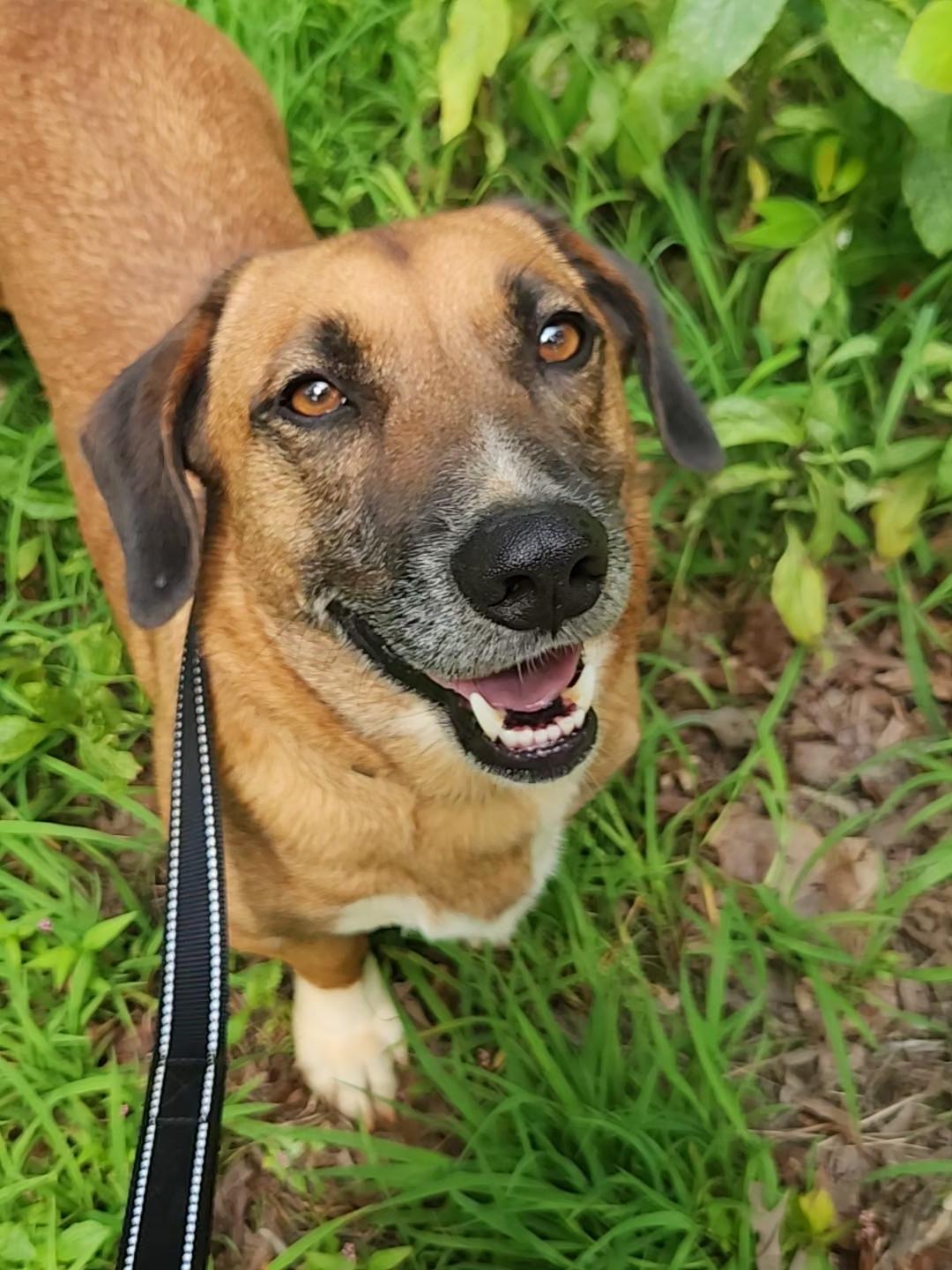York, Adoptable, Adult Male Basset Hound & Beagle.