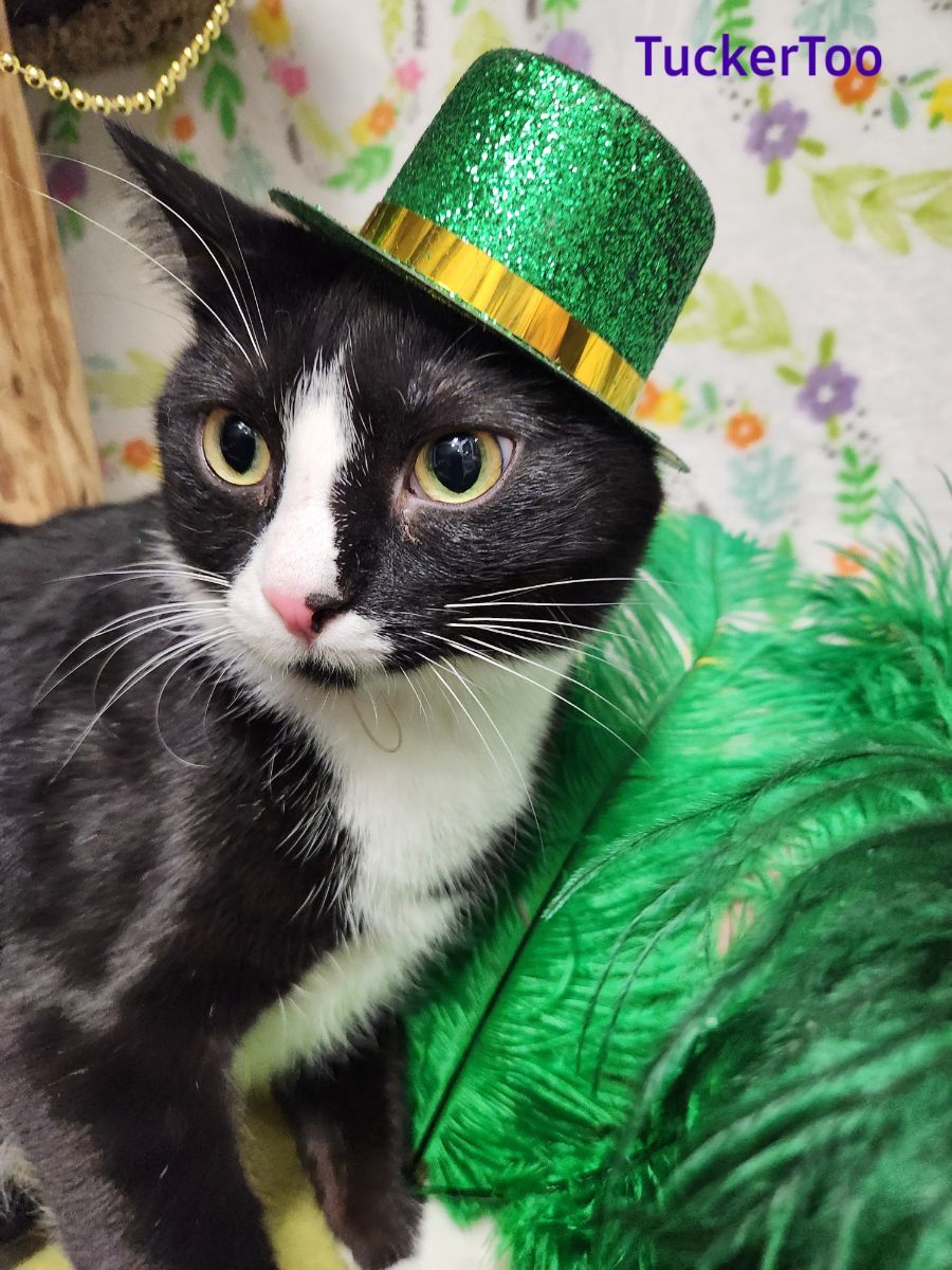 Enlarge Tucker Too, a Adoptable mixed breed in Whitewater, WI image 18/18