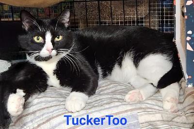 Enlarge Tucker Too, a Adoptable mixed breed in Whitewater, WI image 14/18