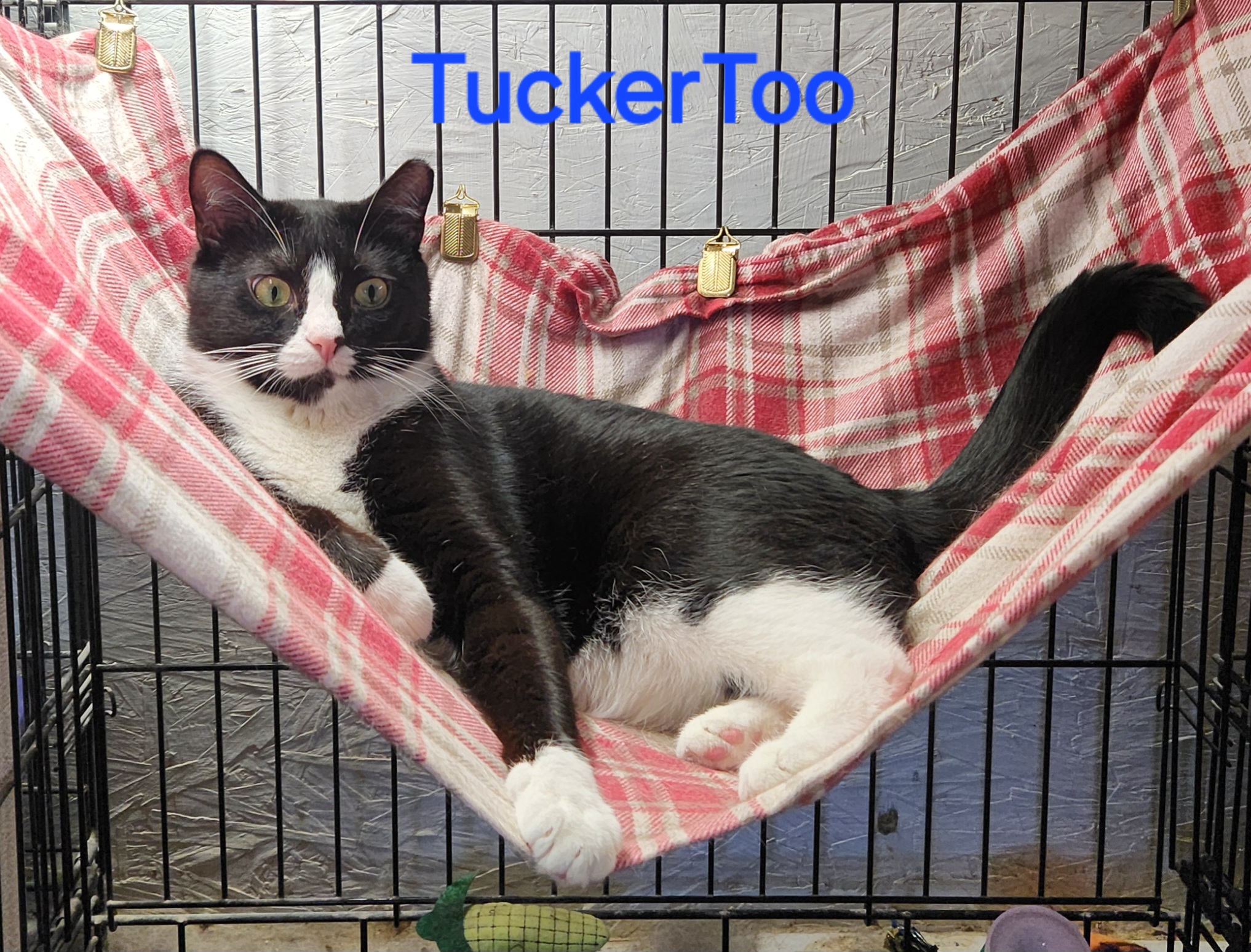Tucker Too, a Adoptable mixed breed in Whitewater, WI image 1/18