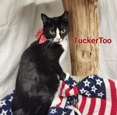 Enlarge Tucker Too, a Adoptable mixed breed in Whitewater, WI image 15/18