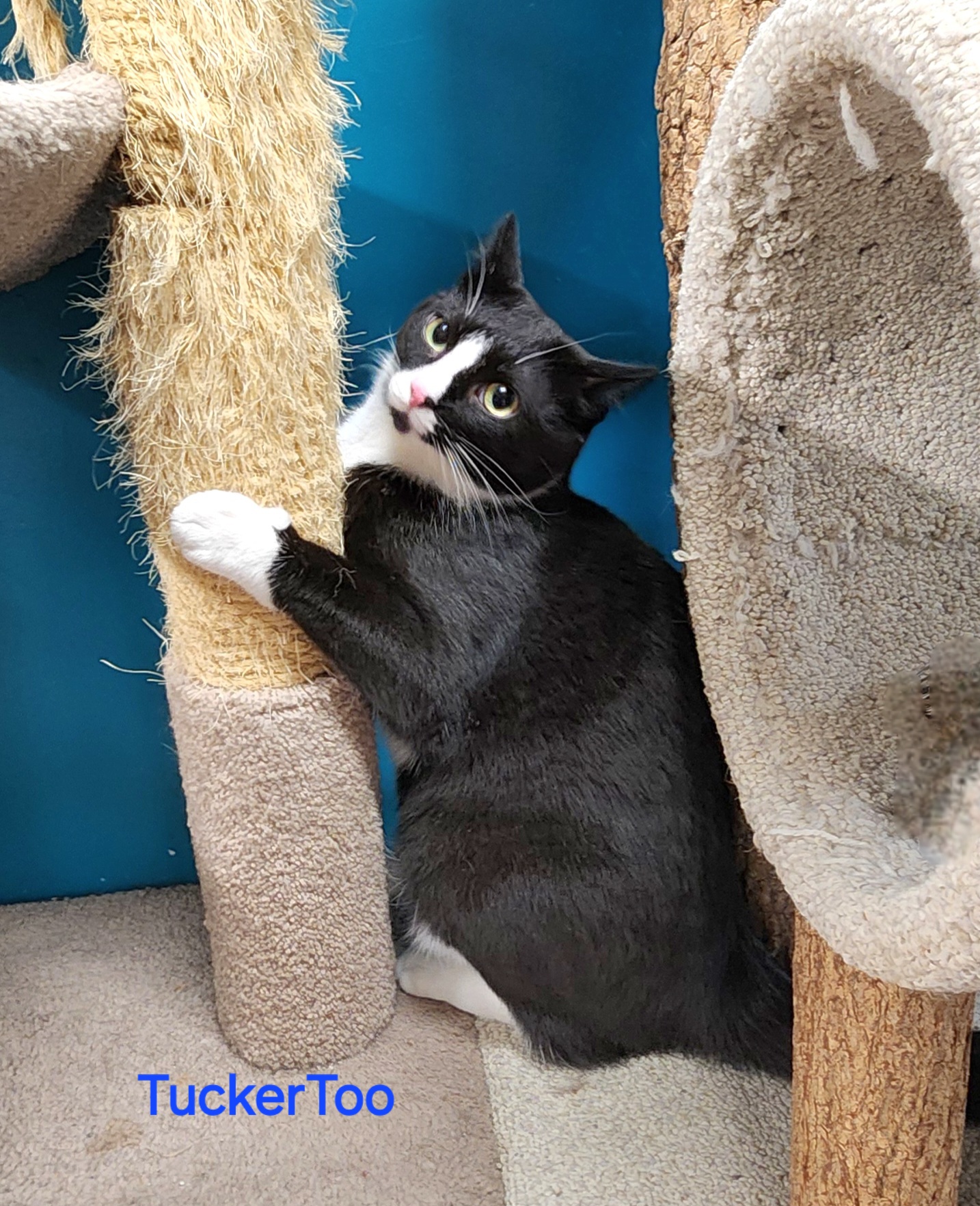 Enlarge Tucker Too, a Adoptable mixed breed in Whitewater, WI image 17/18