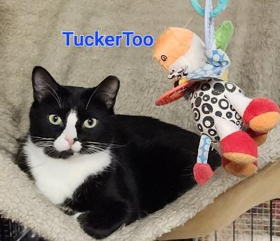 Enlarge Tucker Too, a Adoptable mixed breed in Whitewater, WI image 16/18