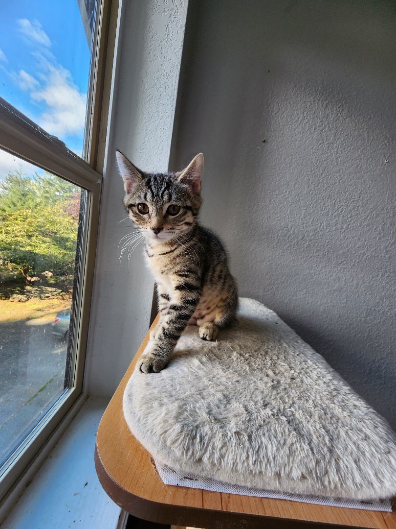 Faith, adopted, Kitten Female Tabby & Domestic Short Hair.