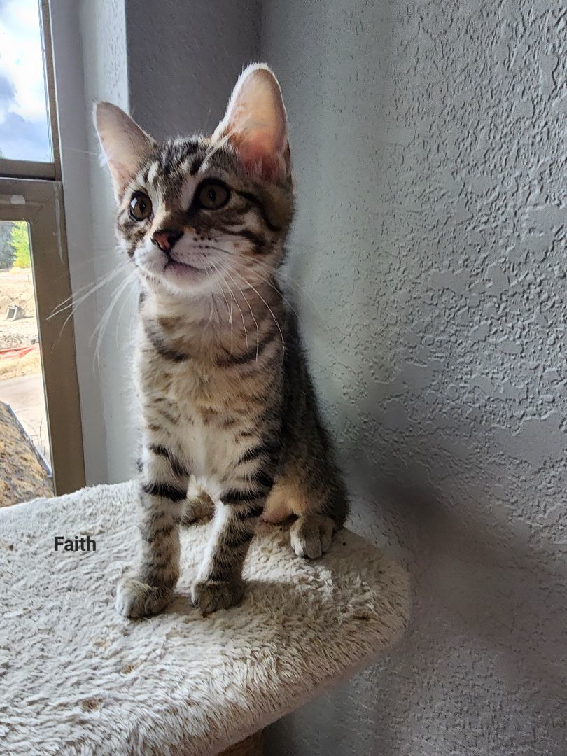 Enlarge Faith, an adopted mixed breed in Lacey, WA image 3/4