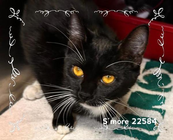 S'More(693), Adoptable, Young Female Domestic Short Hair.