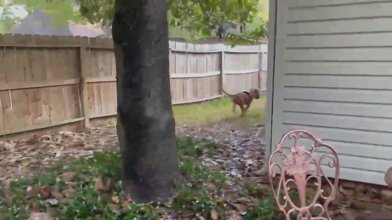 Enlarge STUDLEY (aka Stud Muffin), a Adoptable mixed breed in Castle Rock, WA video 7/7