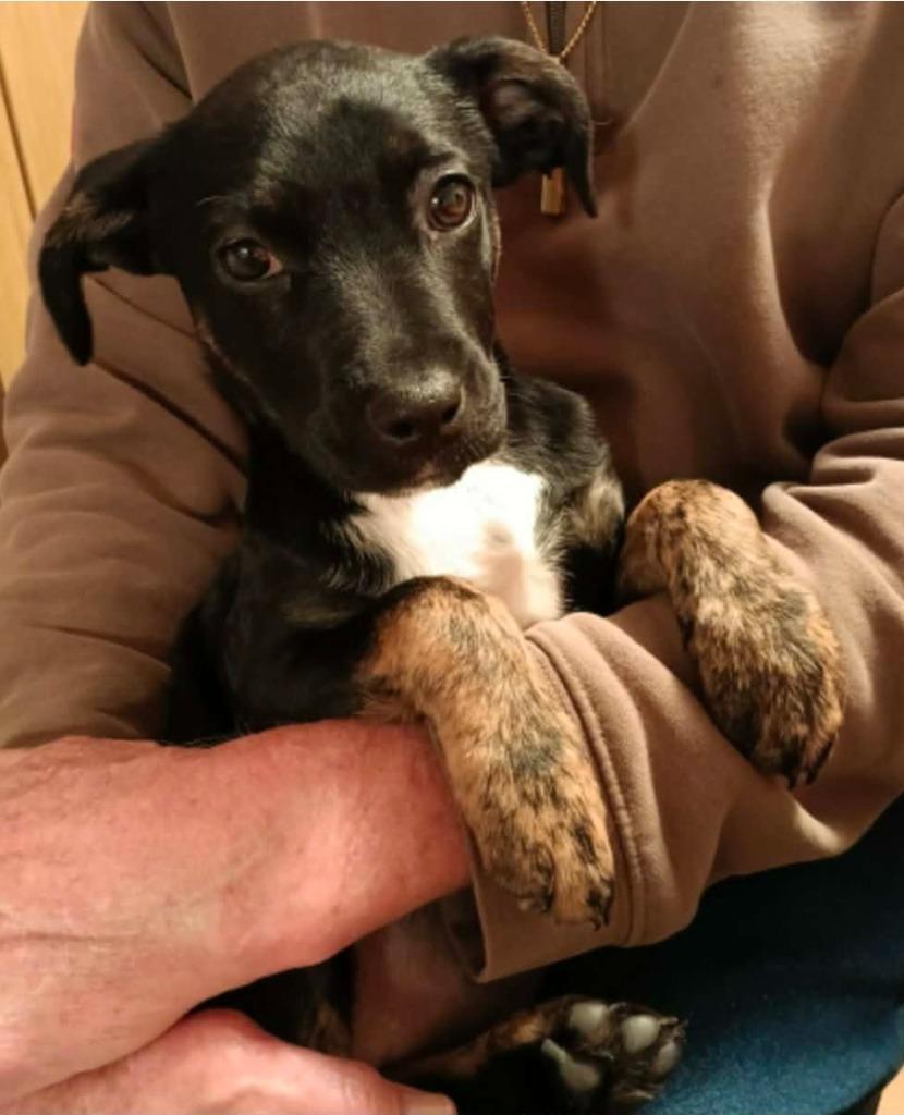 Enlarge Louise, a Adopted mixed breed in El Dorado, AR image 1/1