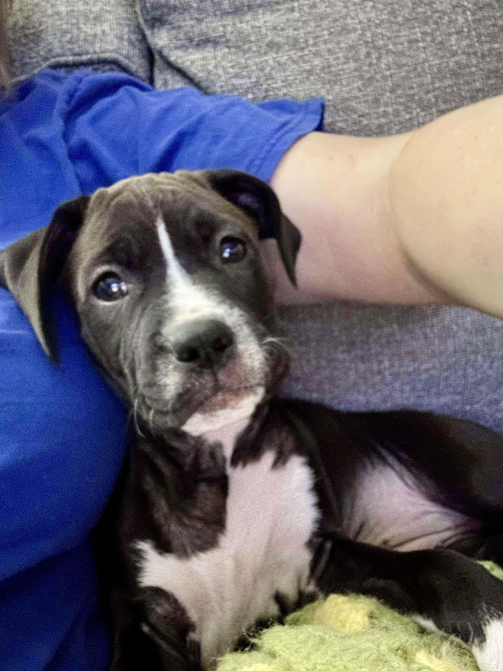 Cinnamon, Adoptable, Puppy Female Pit Bull Terrier & Pit Bull Terrier.