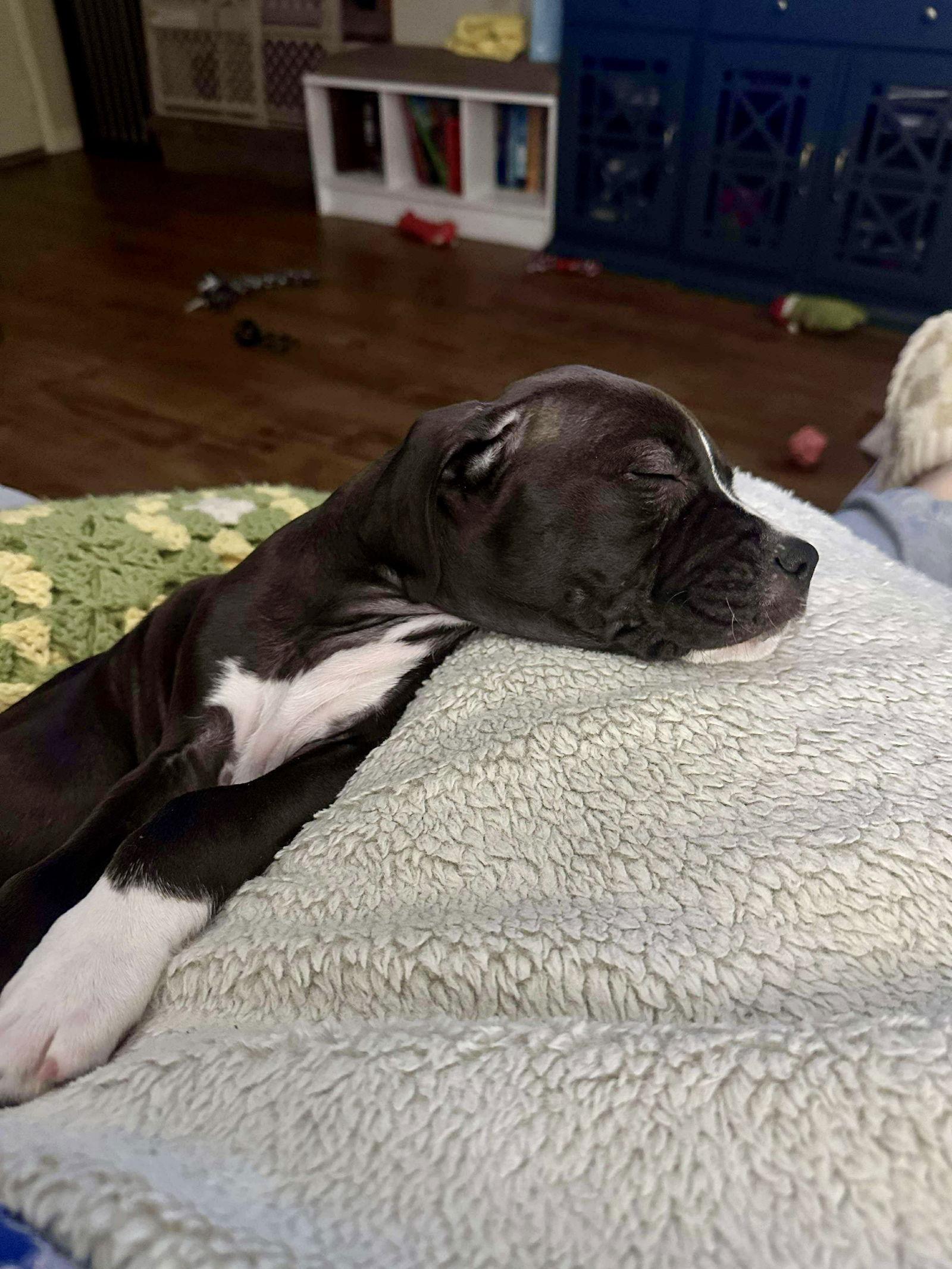 Cinnamon, a Adoptable mixed breed in Barnhart, MO image 2/2