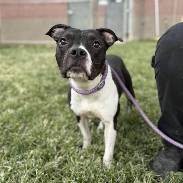 JEWEL, Adoptable, Young Female Pit Bull Terrier & Mixed Breed.