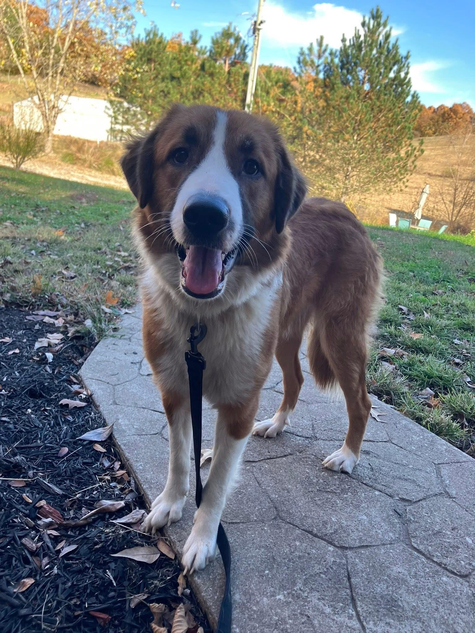 Shakira , ADOPTABLE, Young Female Saint Bernard & Border Collie.