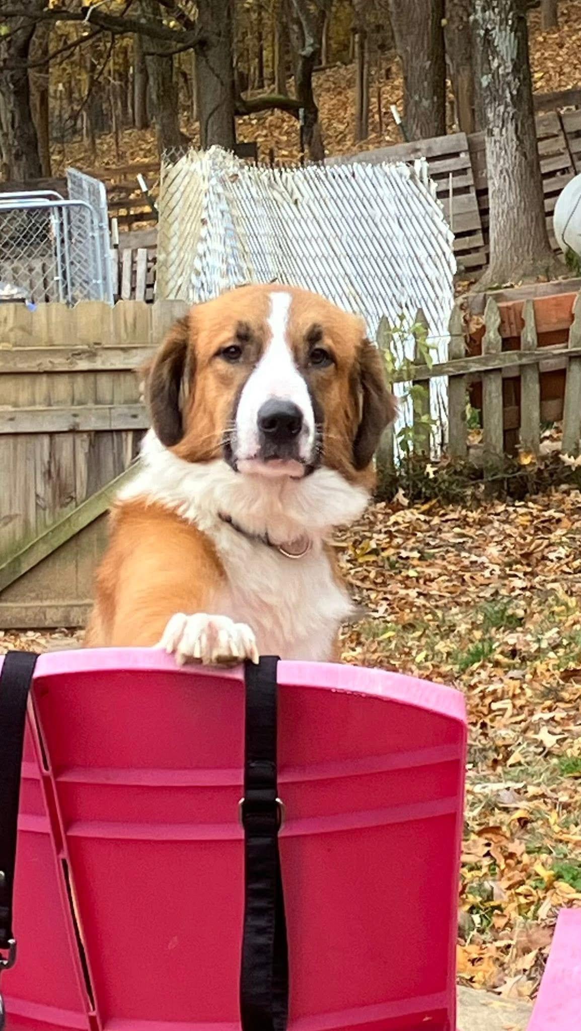 Shakira , ADOPTABLE, Young Female Saint Bernard & Border Collie.