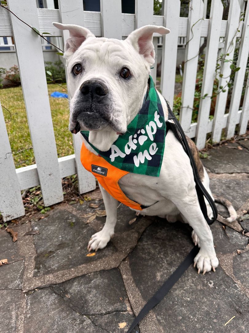 Brenna Jean, Adopted, Senior Female American Bulldog & English Bulldog.