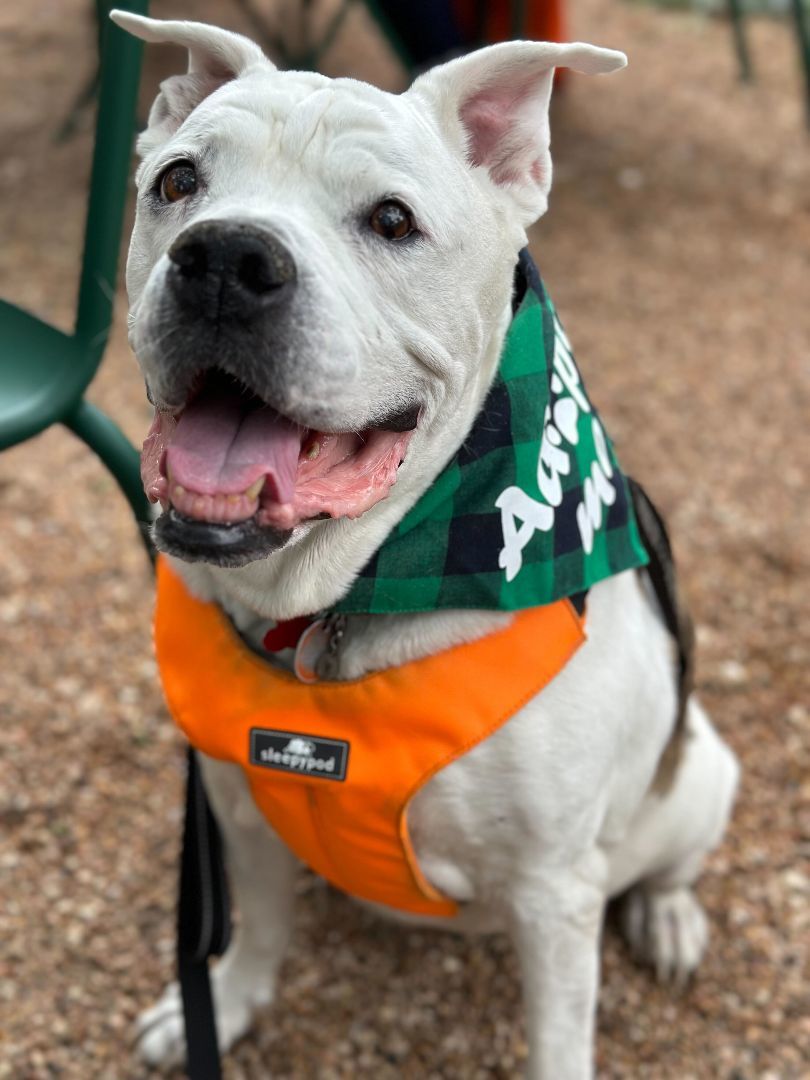 Enlarge Brenna Jean, a Adopted mixed breed in Austin, TX image 2/6