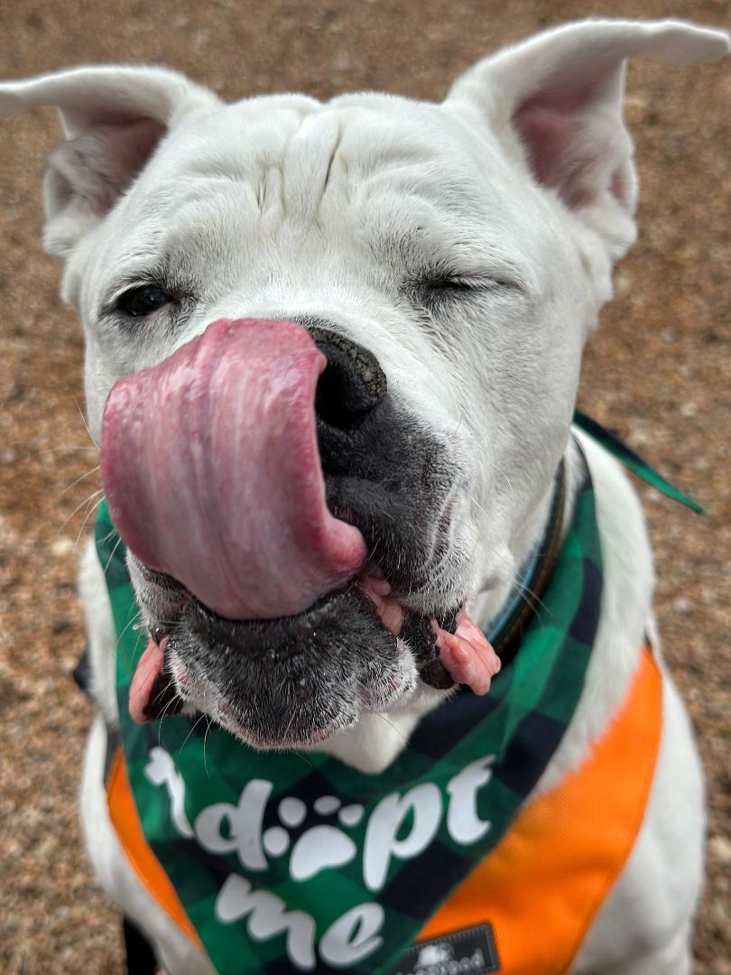 Enlarge Brenna Jean, a Adopted mixed breed in Austin, TX image 3/6