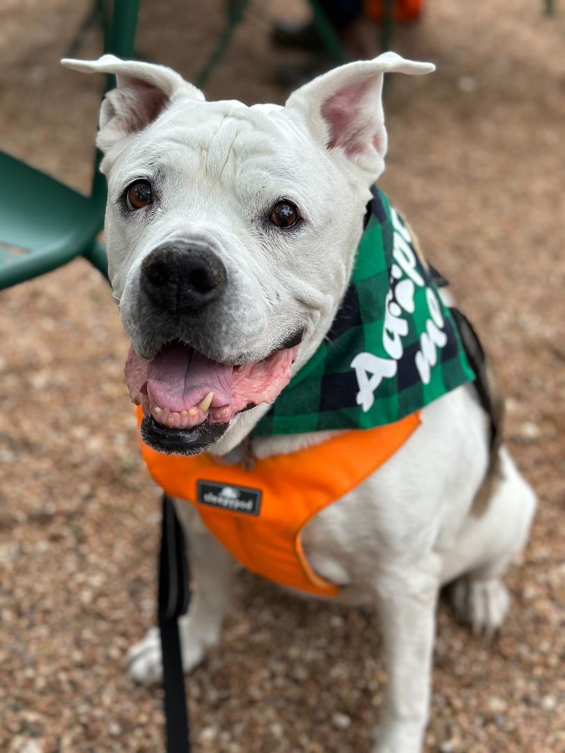 Enlarge Brenna Jean, a Adopted mixed breed in Austin, TX image 4/6