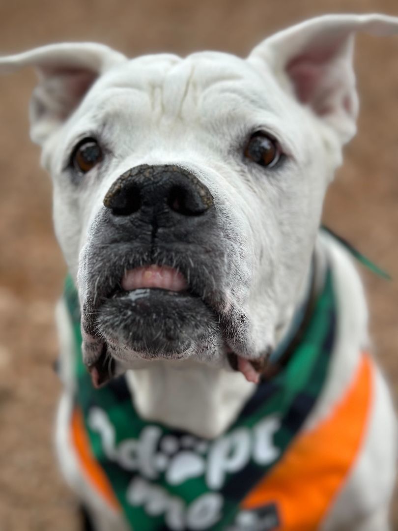 Enlarge Brenna Jean, a Adopted mixed breed in Austin, TX image 5/6