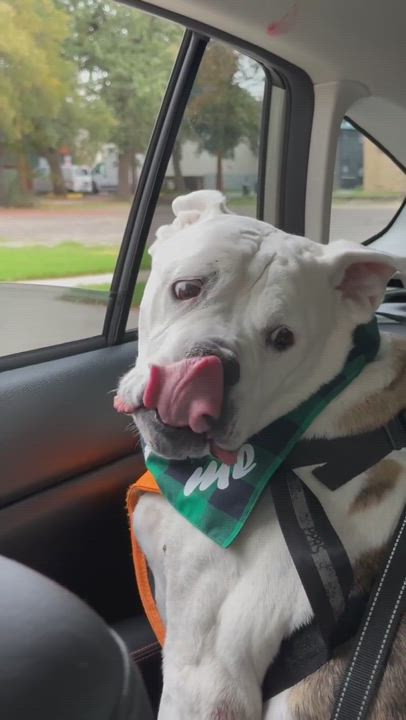 Enlarge Brenna Jean, a Adopted mixed breed in Austin, TX video 6/6