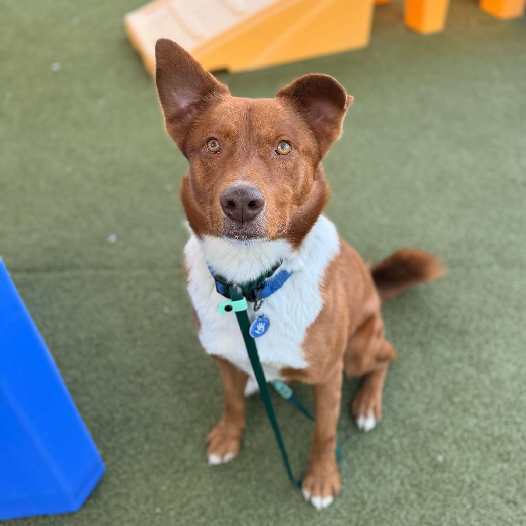 Swimmer, Adoptable, Adult Male Australian Kelpie & Golden Retriever.