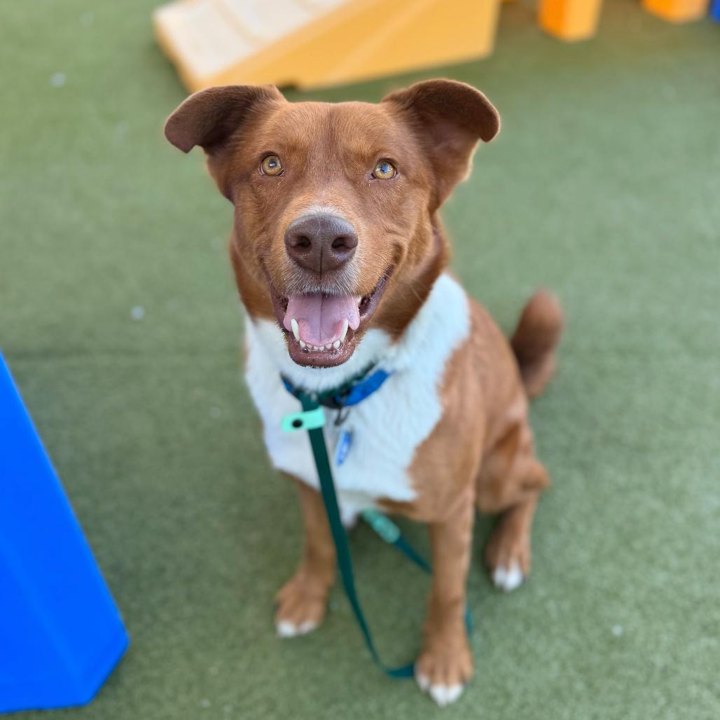 Swimmer, a Adoptable mixed breed in Apache Junction, AZ image 2/4