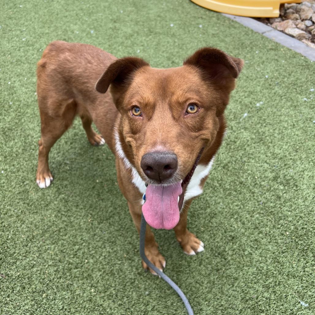 Swimmer, a Adoptable mixed breed in Apache Junction, AZ image 4/4