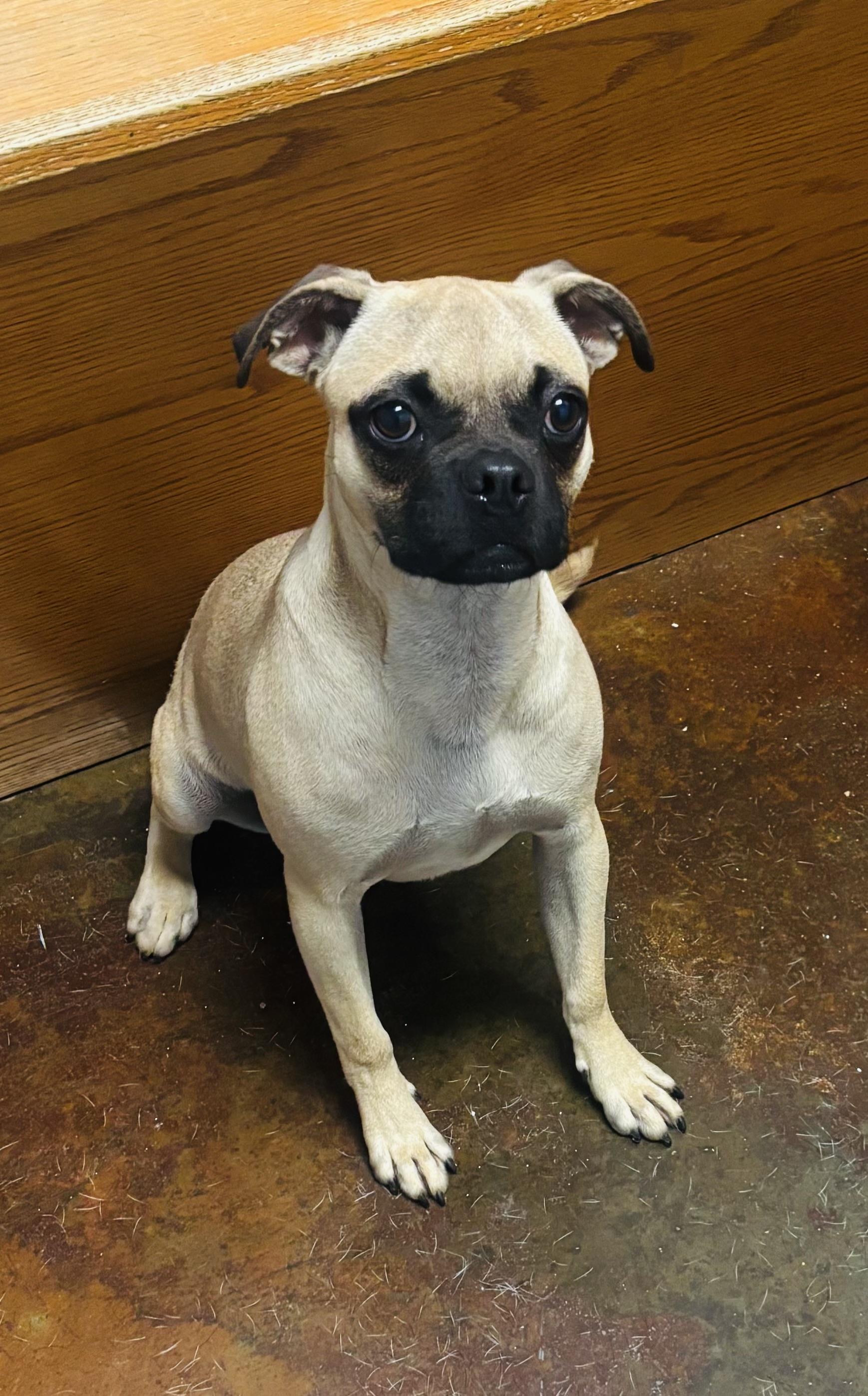 Enlarge Poker , a ADOPTABLE mixed breed in Council Bluffs, IA image 1/1