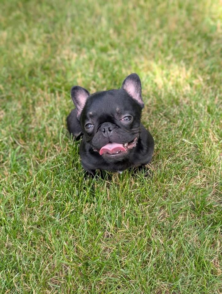 Enlarge Penelope aka Miss P, a ADOPTABLE French Bulldog in Blaine, MN image 2/3