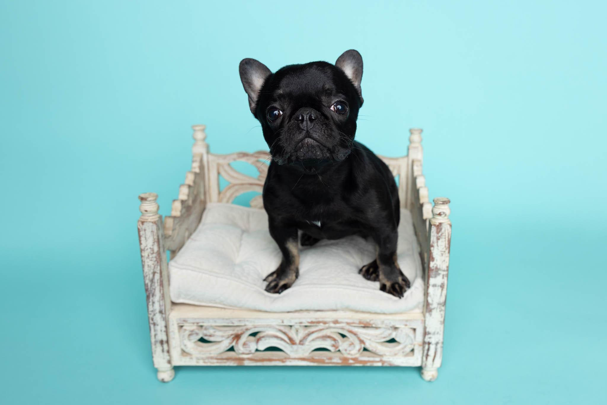 Enlarge Penelope aka Miss P, a ADOPTABLE French Bulldog in Blaine, MN image 3/3