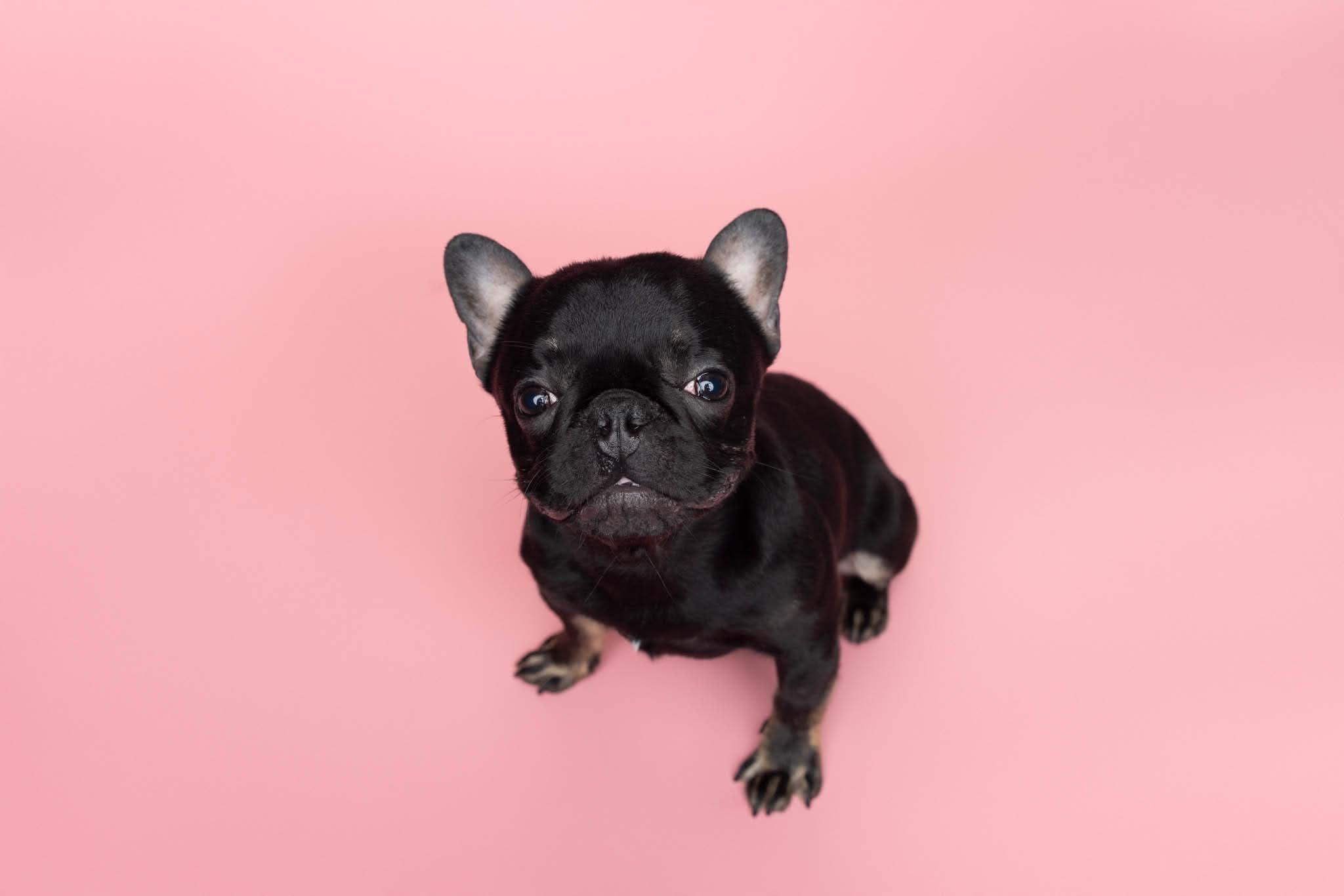 Penelope aka Miss P, ADOPTABLE, Young Female French Bulldog.