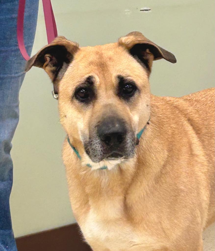 Marley, adoptable, Adult Female Shepherd.