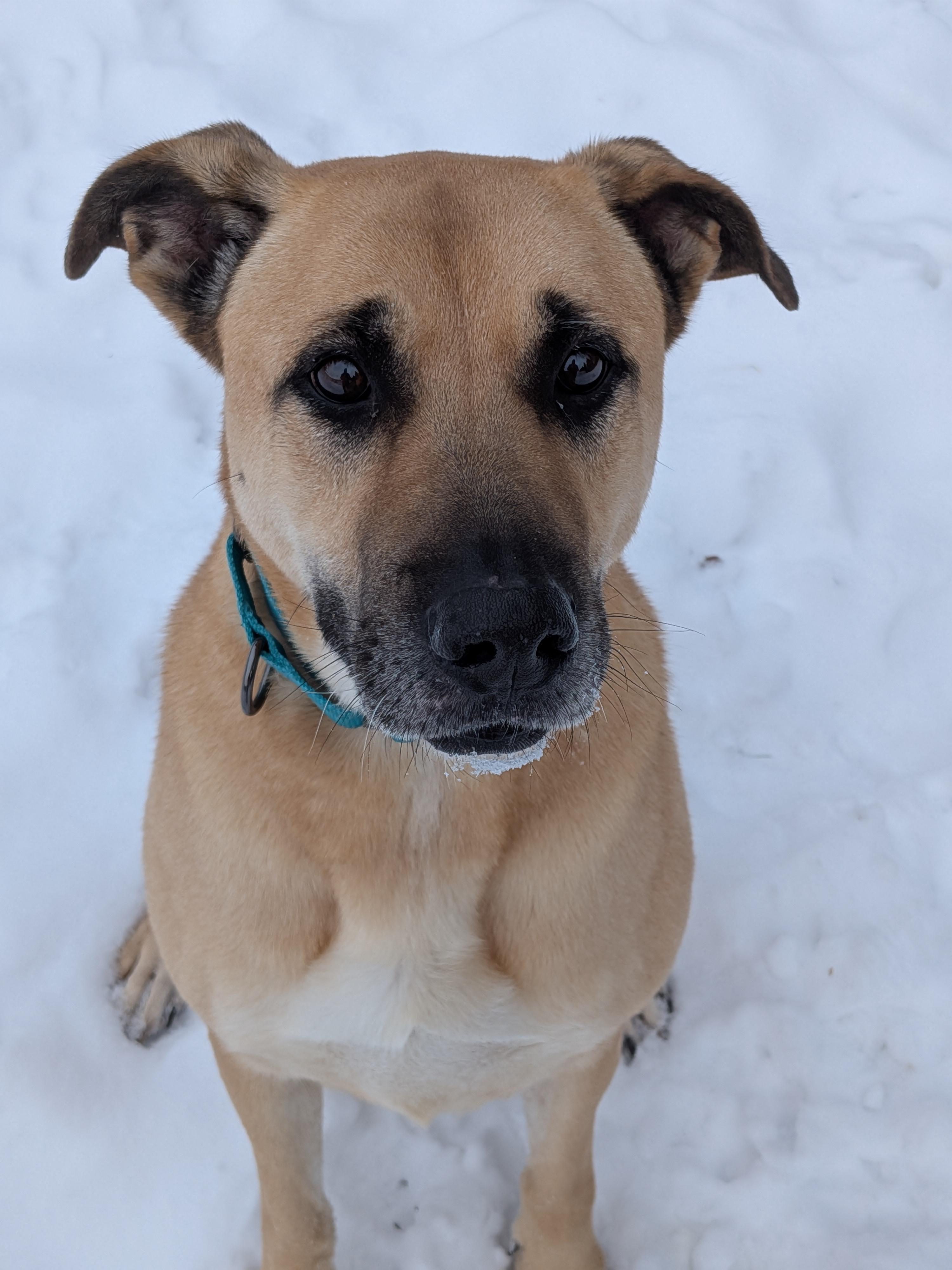 Marley, Adoptable, Adult Female Shepherd.