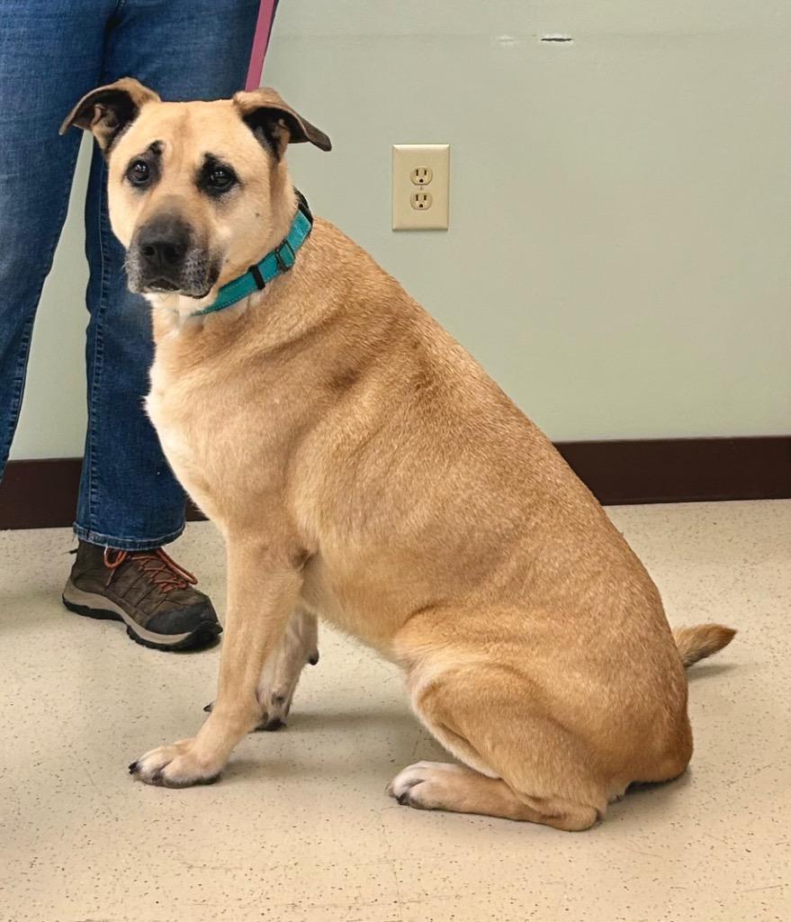 Enlarge Marley, an adoptable Shepherd in Amery, WI image 4/6