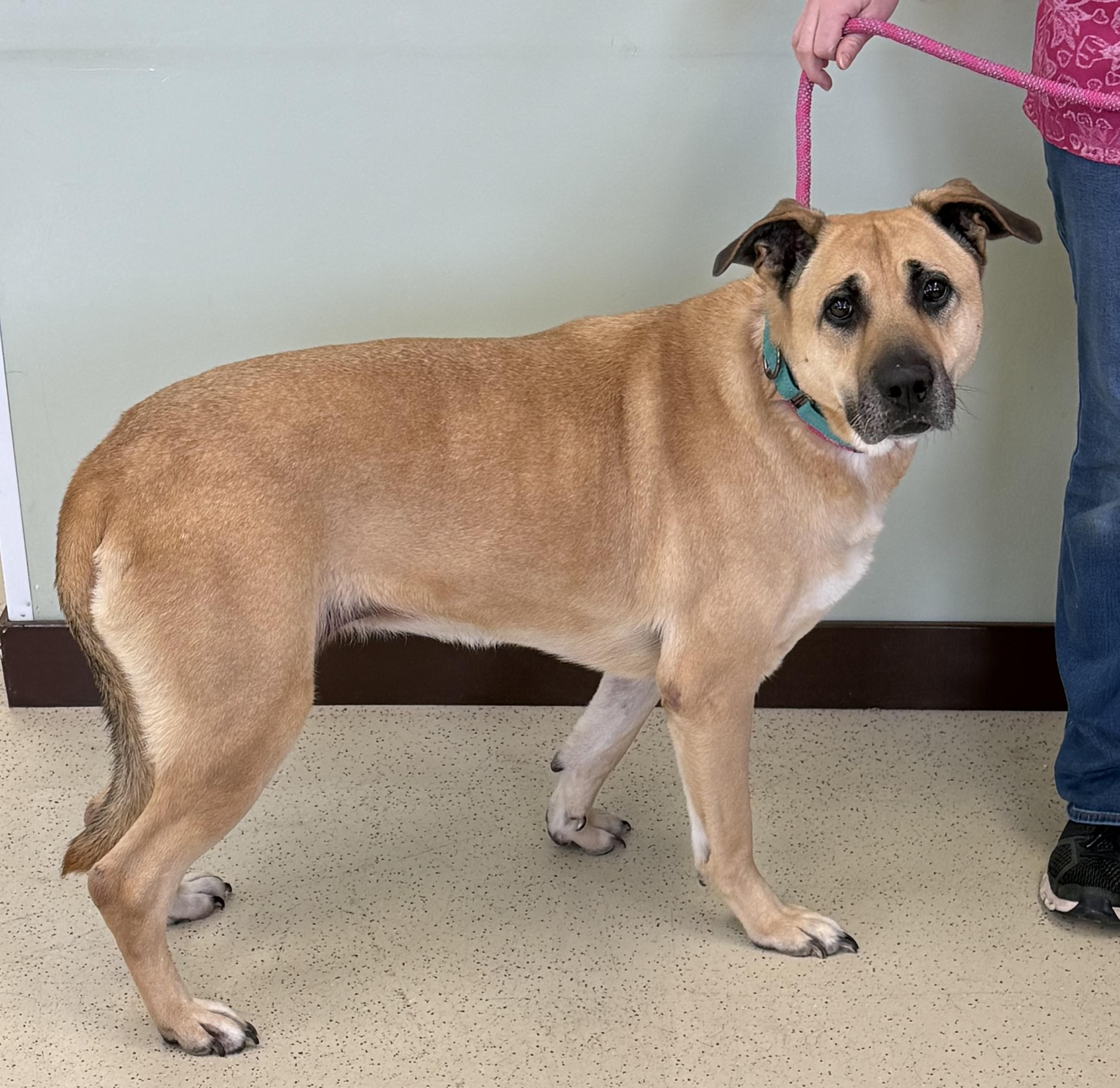 Enlarge Marley, a Adoptable Shepherd in Amery, WI image 1/3